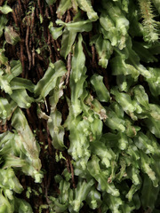 Symphyogyna subsimplex