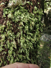 Symphyogyna subsimplex