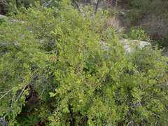 Campomanesia eugenioides