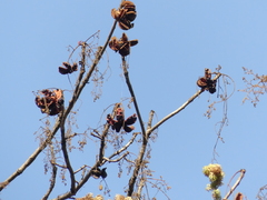 Sterculia villosa