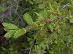 Campomanesia eugenioides