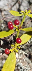 Viscum cruciatum