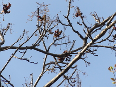 Sterculia villosa