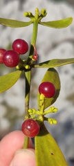 Viscum cruciatum