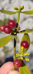 Viscum cruciatum