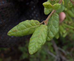 Campomanesia eugenioides