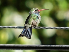 Cynanthus latirostris