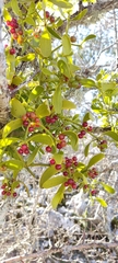 Viscum cruciatum