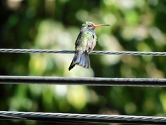 Cynanthus latirostris