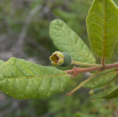 Campomanesia eugenioides