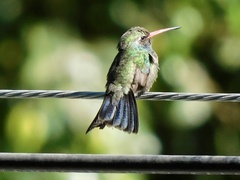 Cynanthus latirostris