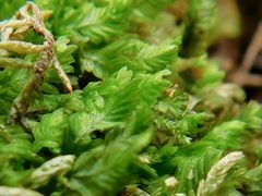 Fissidens bryoides