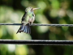 Cynanthus latirostris