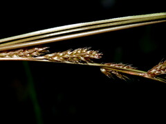 Carex testacea