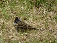 Chondestes grammacus