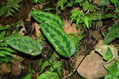 Goeppertia chimboracensis