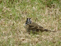 Chondestes grammacus