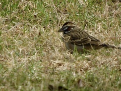 Chondestes grammacus