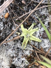 Pinguicula pumila