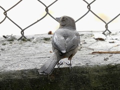 Melozone fusca