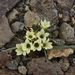 Olsynium frigidum - Photo (c) Jeff Bisbee, some rights reserved (CC BY-NC), uploaded by Jeff Bisbee