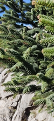 Abies pinsapo