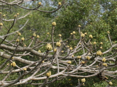 Sterculia villosa