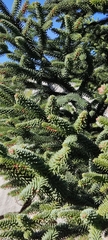 Abies pinsapo