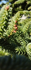 Abies pinsapo