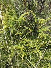 Gleichenia