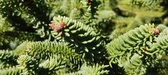 Abies pinsapo