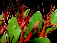 Peraxilla tetrapetala