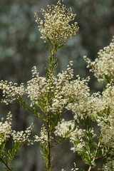 Bursaria spinosa spinosa