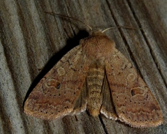 Agrochola laevis