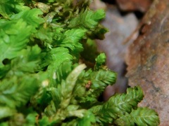Fissidens bryoides