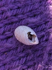 Crepidula convexa