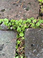 Dichondra carolinensis
