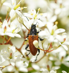 Lepturidea deplanchei