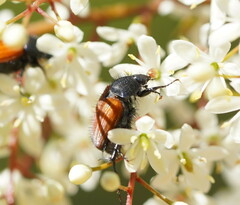 Phyllotocus rufipennis