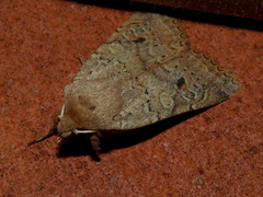 Agrochola laevis
