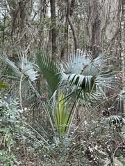 Sabal palmetto