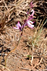 Eulophia hians hians