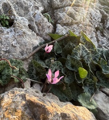 Cyclamen persicum