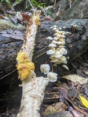 Favolaschia manipularis