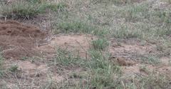 Geomys bursarius