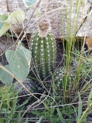 Trichocereus candicans