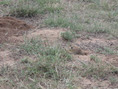 Geomys bursarius
