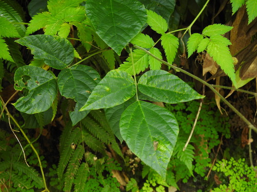 Image of Hylodesmum repandum by (c) Duarte Frade, some rights reserved (CC BY)