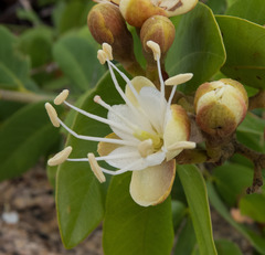 Hymenaea cangaceira