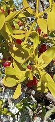 Viscum cruciatum